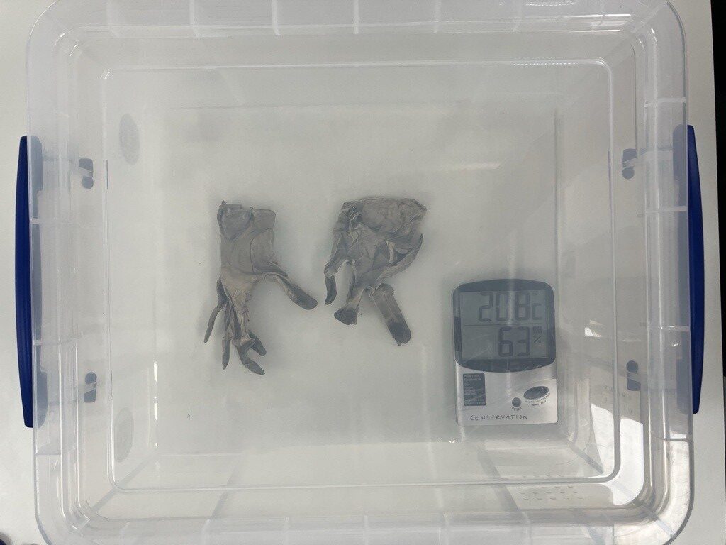 Gloves inside a clear plastic box, alongside a humidity meter.