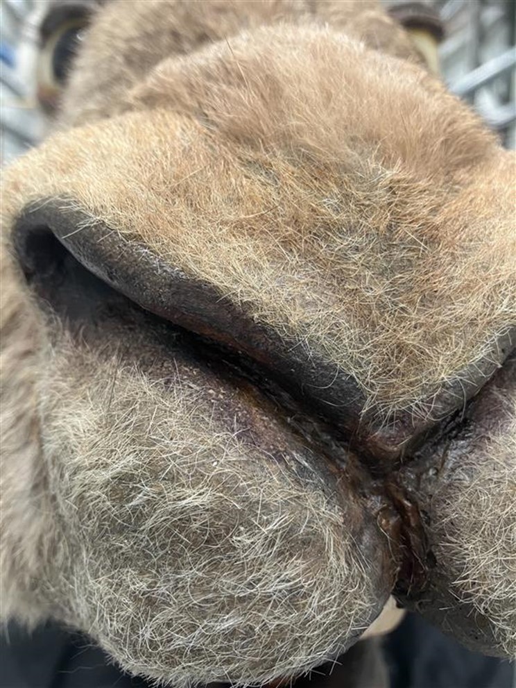 Close-up of the hare's nose with worn patches mended.