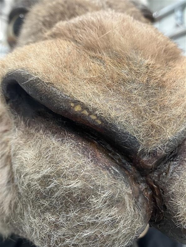 Close-up of the hare's nose, showing worn areas.