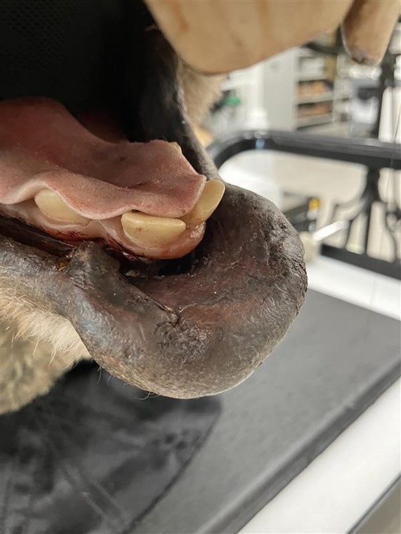 The hare's lip after conservation, a uniform brown colour.