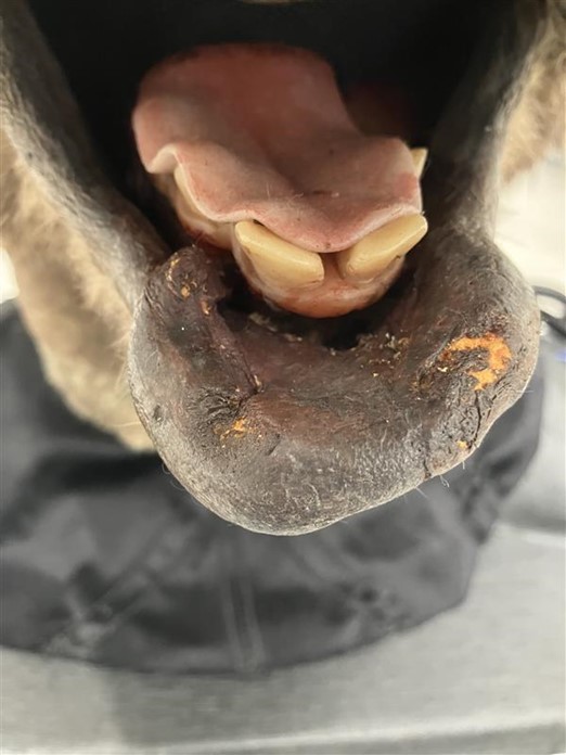 Close-up of the hare's lip, with worn areas of the brown foam showing orange underneath