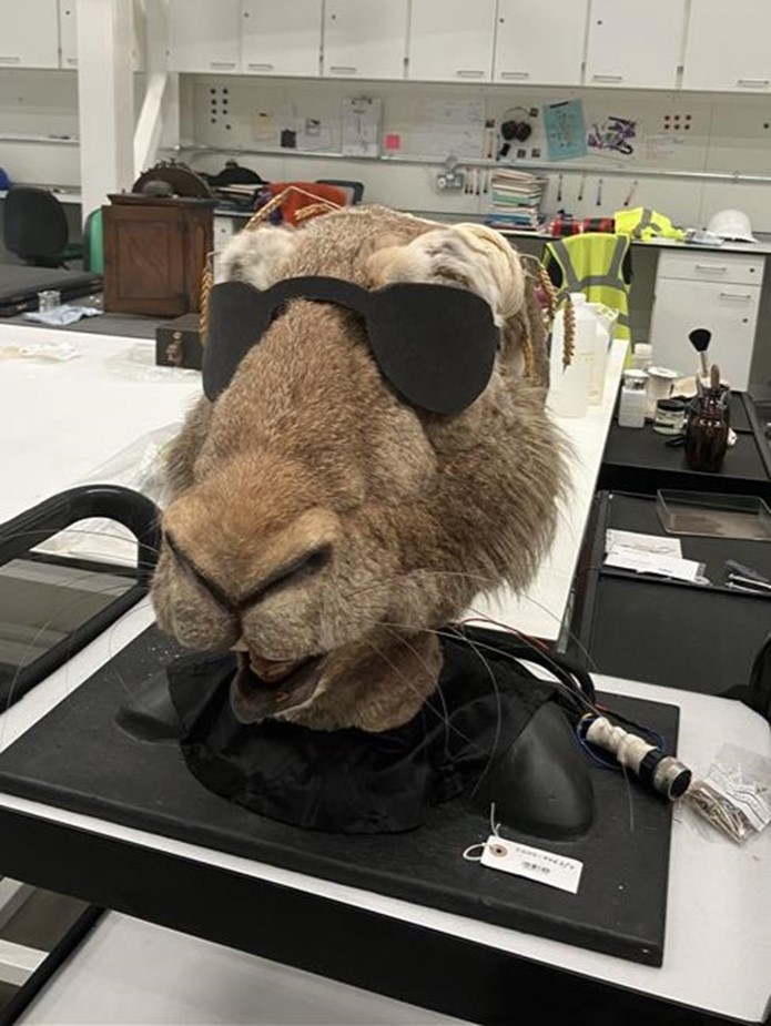 The hare head on a conservation bench, with black foam sunglasses over its eyes.