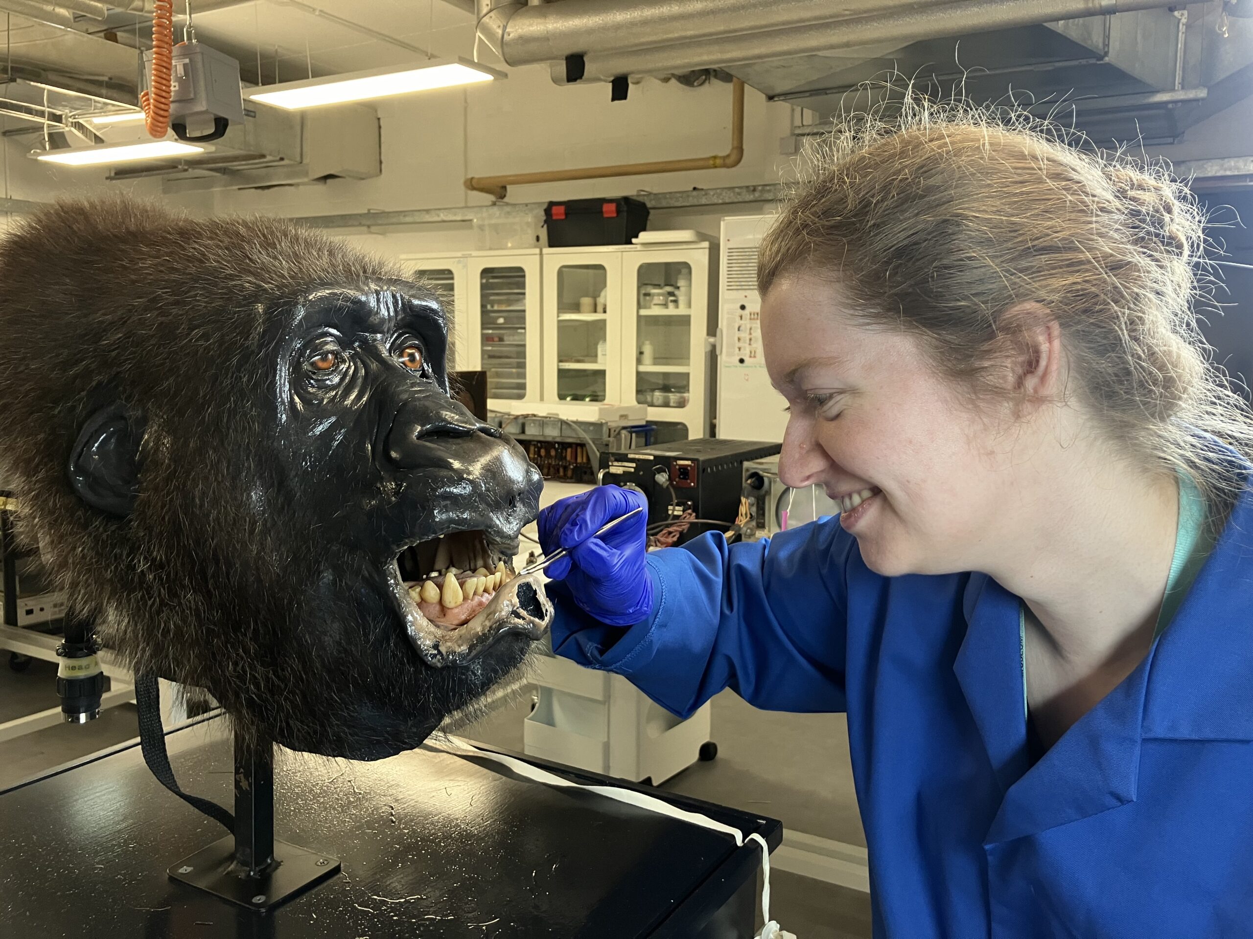 Ellie smiles as she works on the 'Buddy' animatronic gorilla head