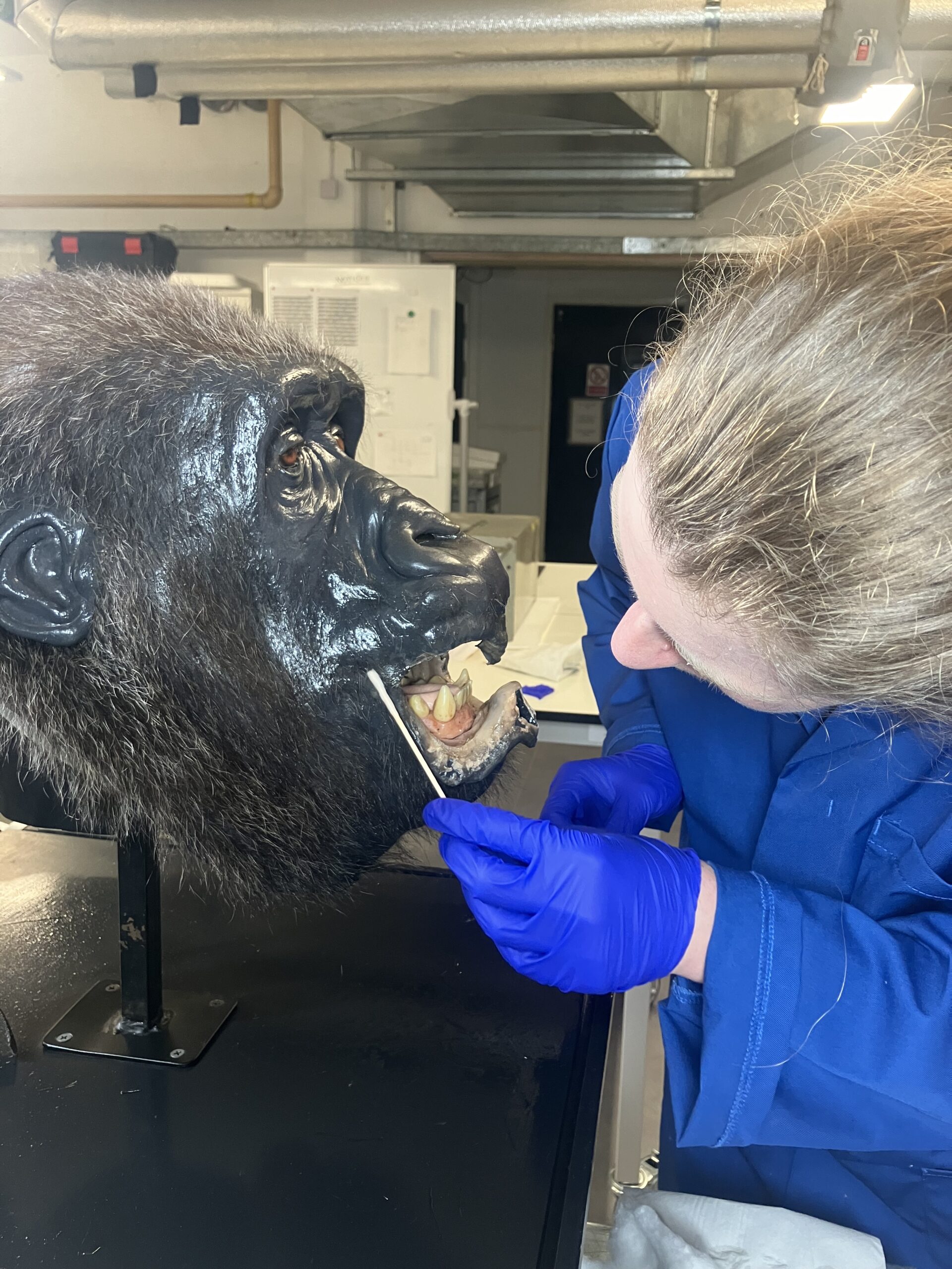 Ellie uses a swab to work on the 'Buddy' animatronic gorilla head