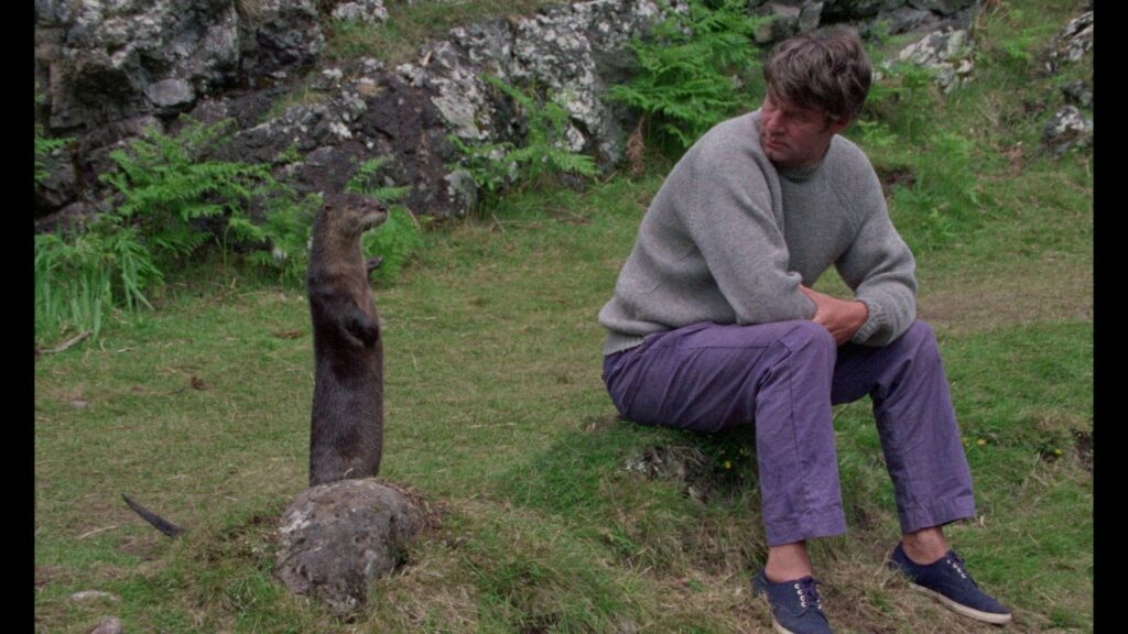 A man sits on the grass and looks at the otter standing on its hind legs next to him, in the film Ring of Bright water.