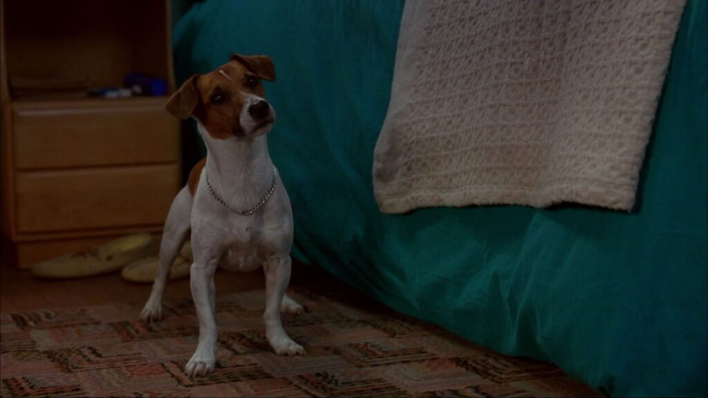 A small dog wearing a silver chain in The Mask