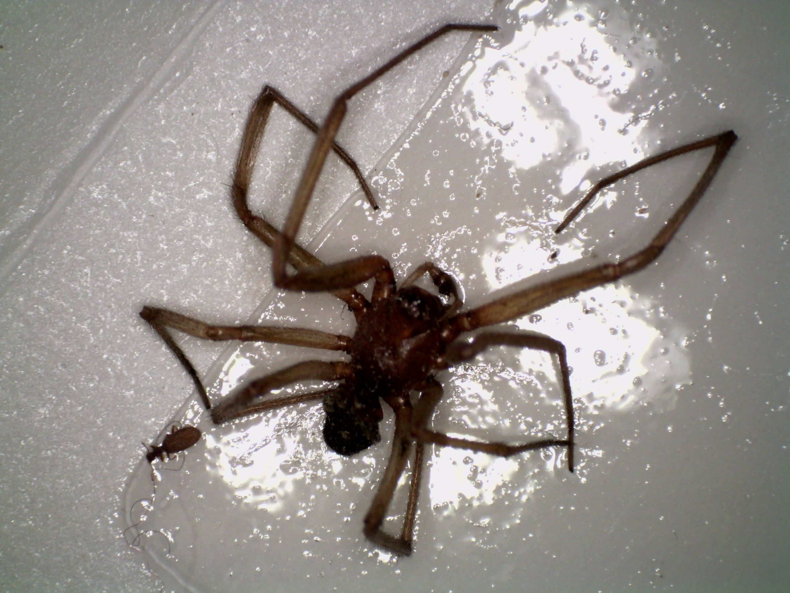 A dead spider and a much smaller beetle on a sticky surface