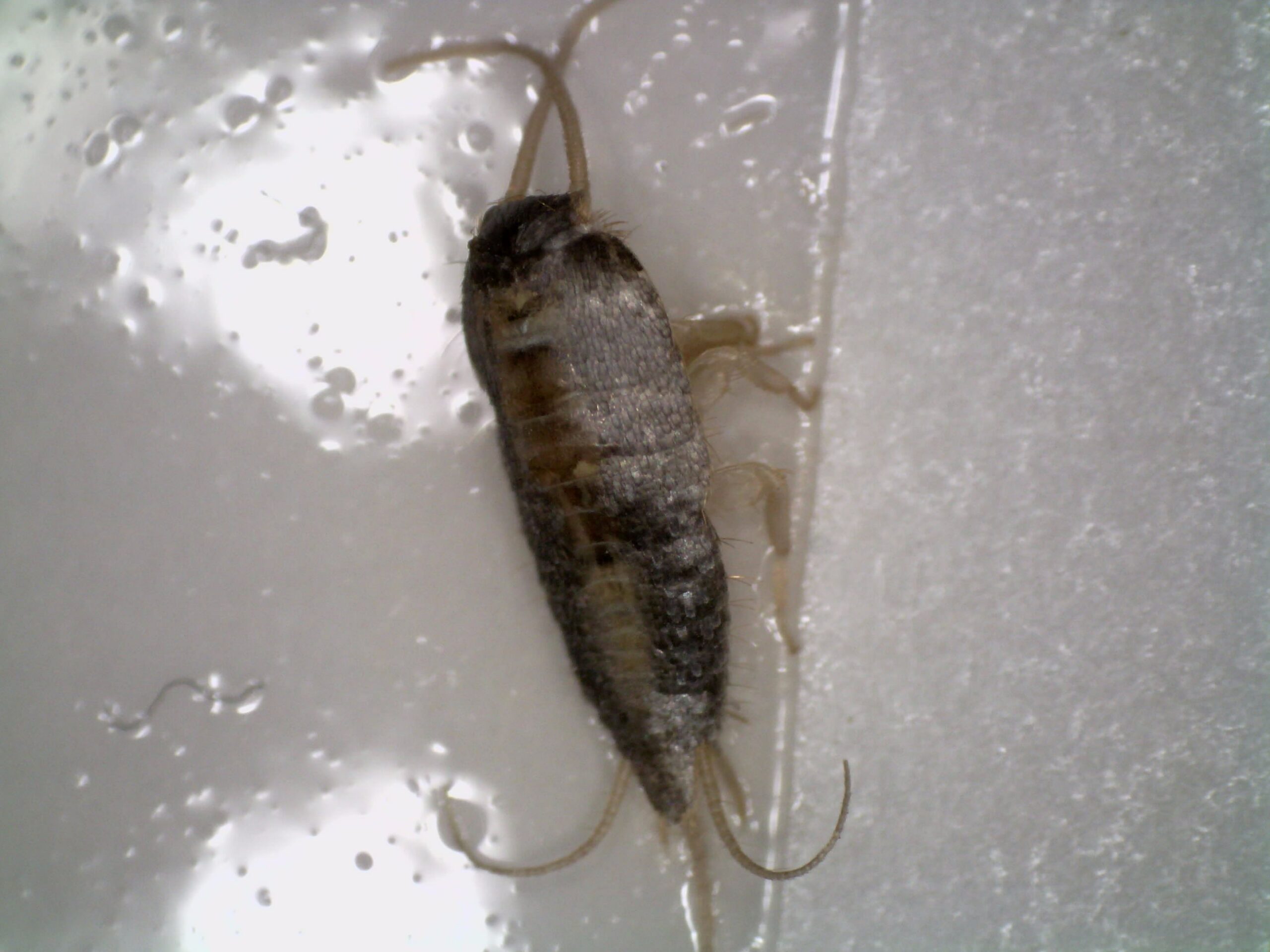 A thin grey insect with antennae and translucent legs